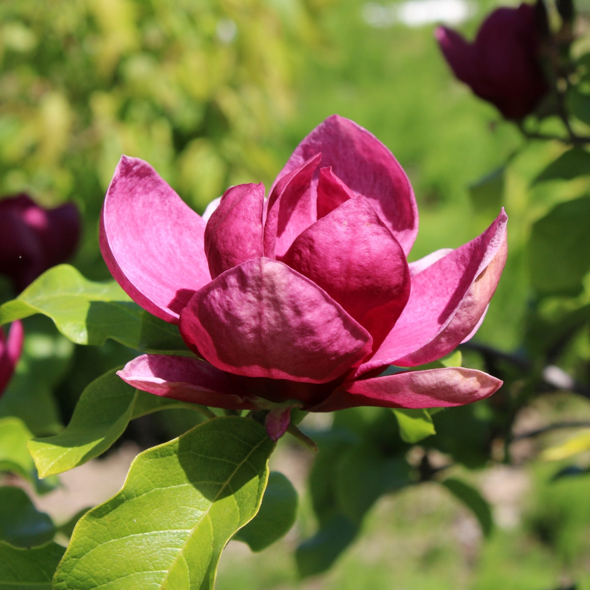 Magnolia 'Genie'