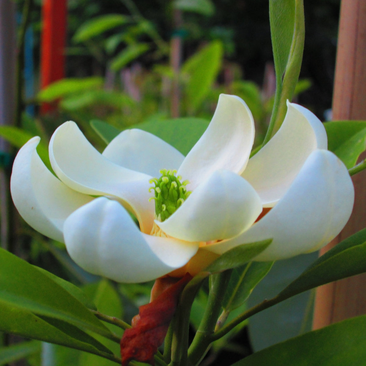 Magnolia virginiana Moonglow® 'JimWilson'