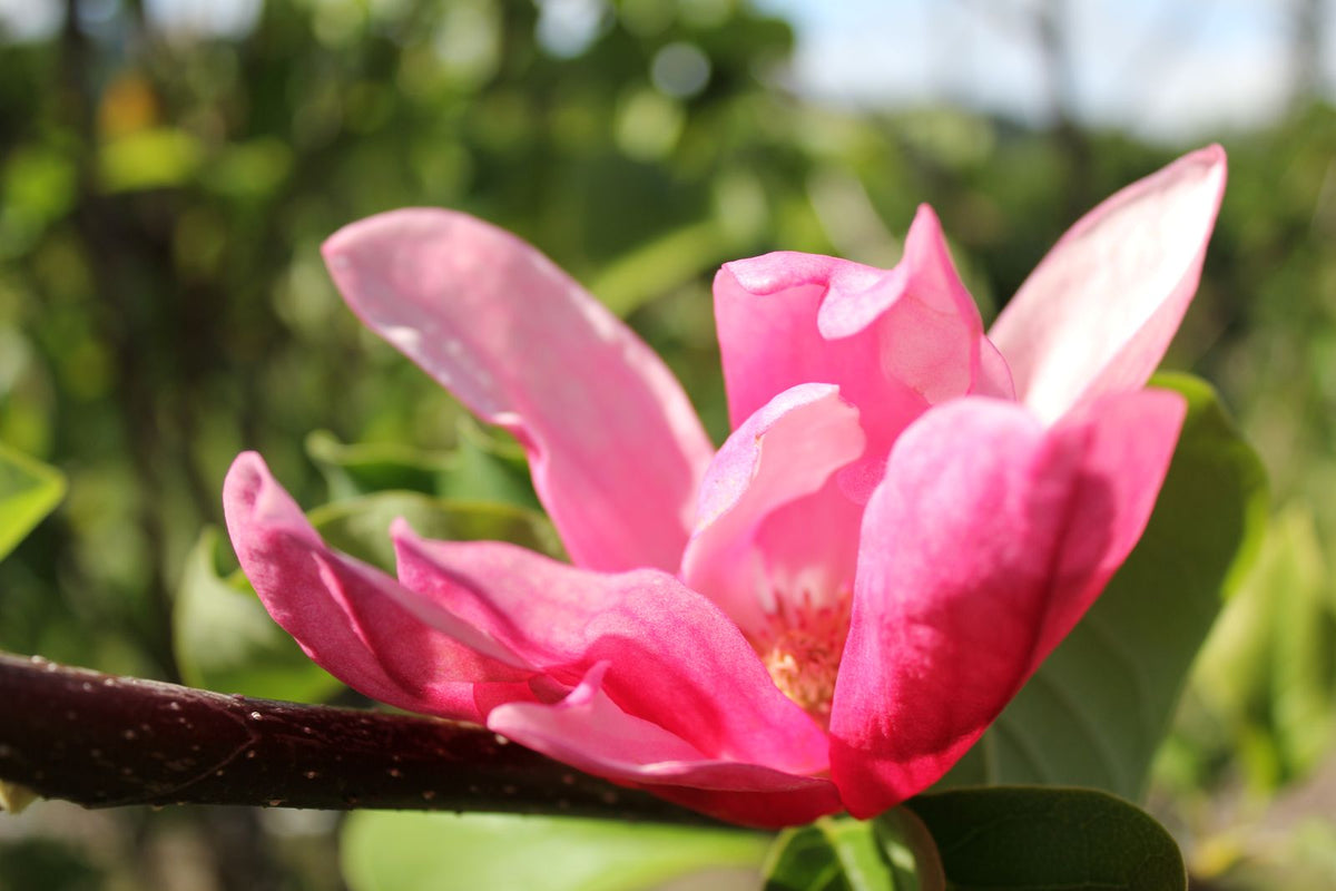 Magnolia 'Rose Marie'