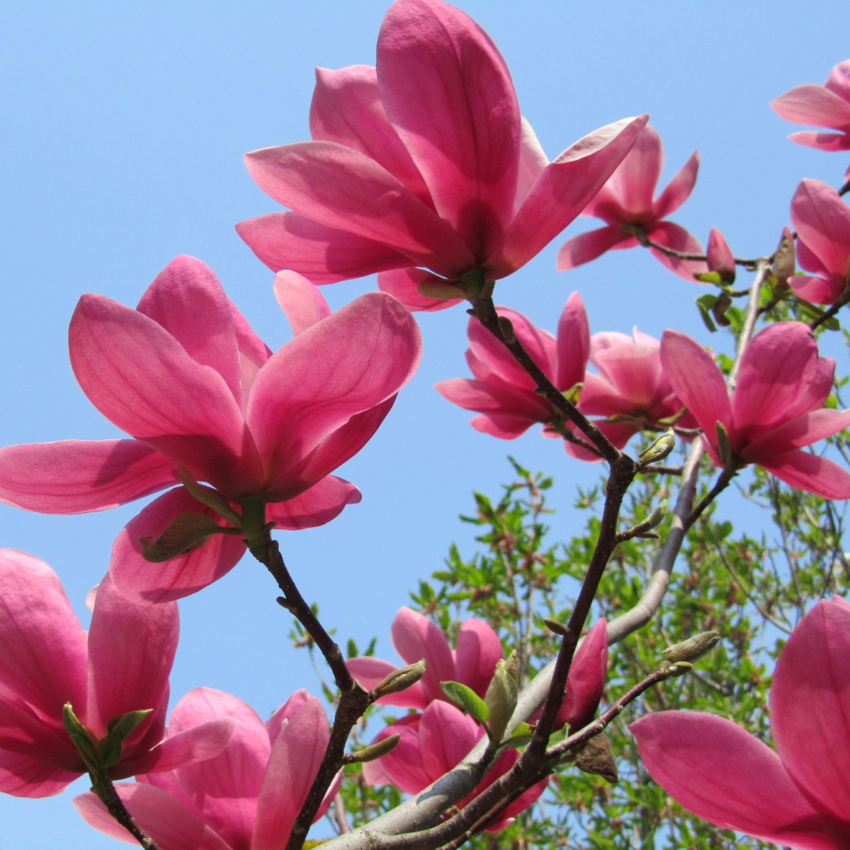 Magnolia 'Rose Marie'