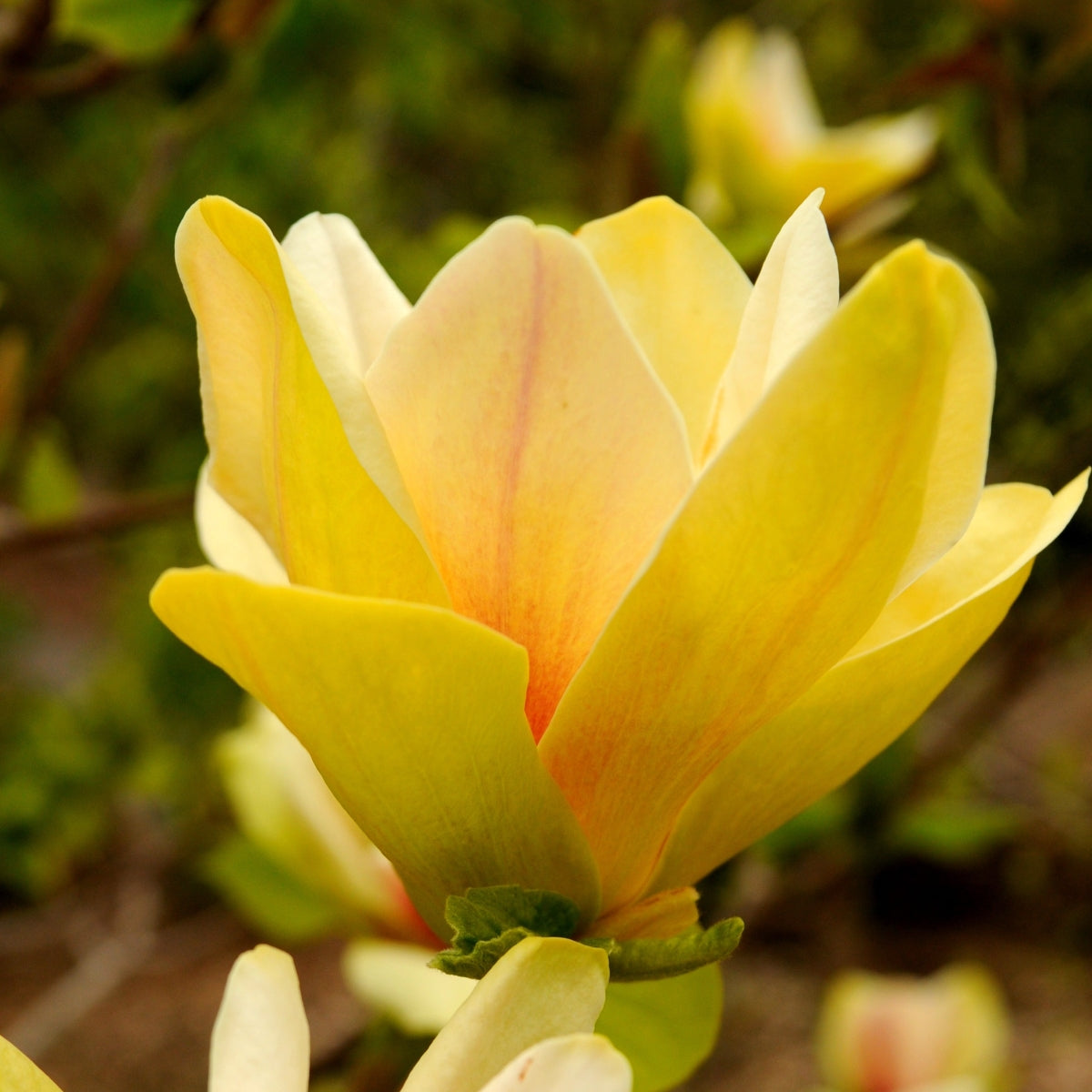 Magnolia 'Sunsation'