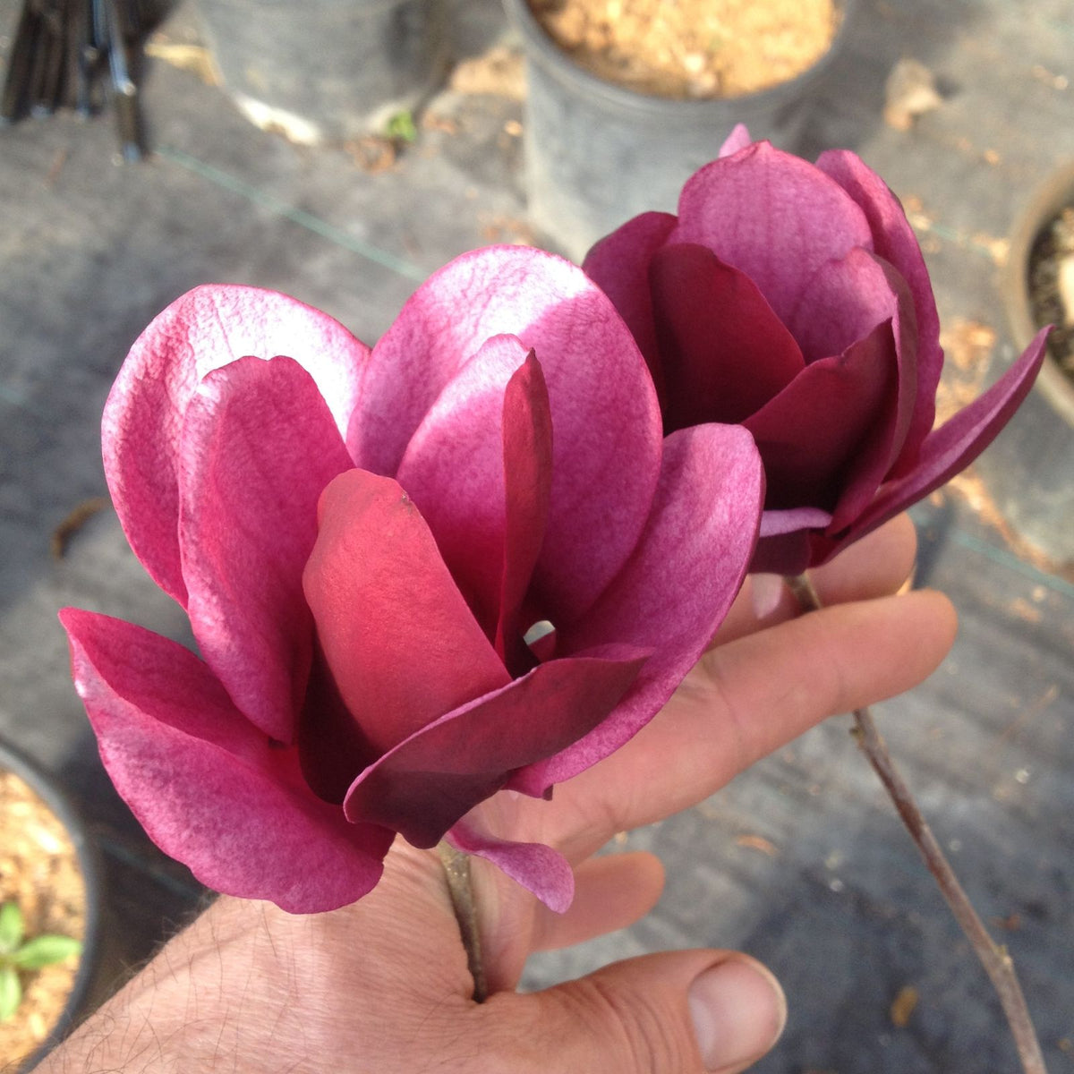 Magnolia 'Tinkerbelle' PP31,317