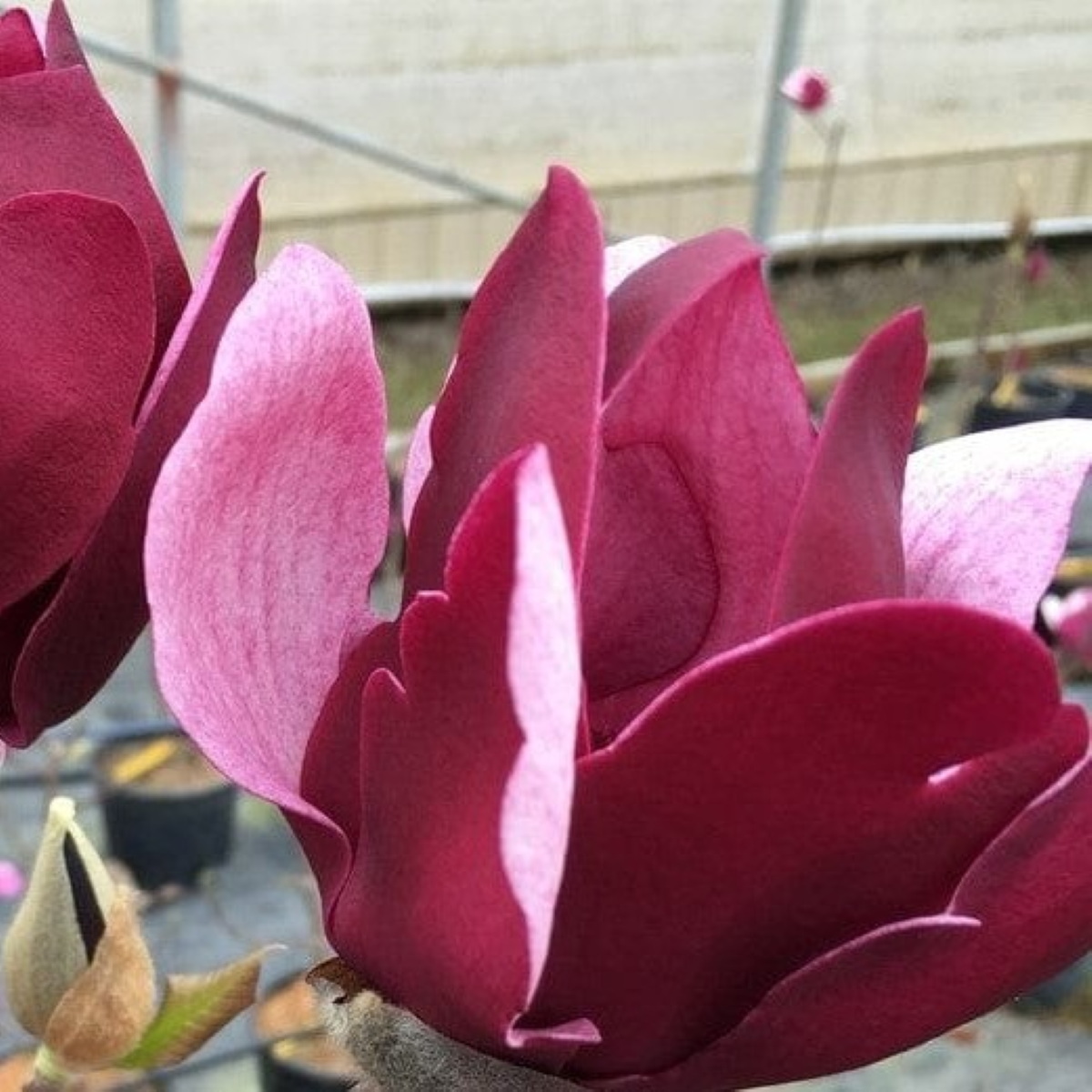 Magnolia 'Tinkerbelle' PP31,317