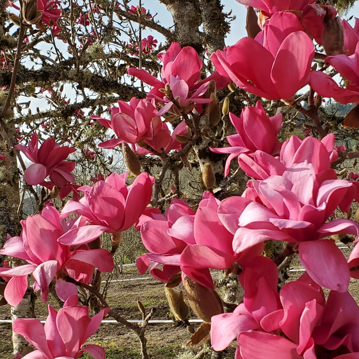 Magnolia 'Vulcan'