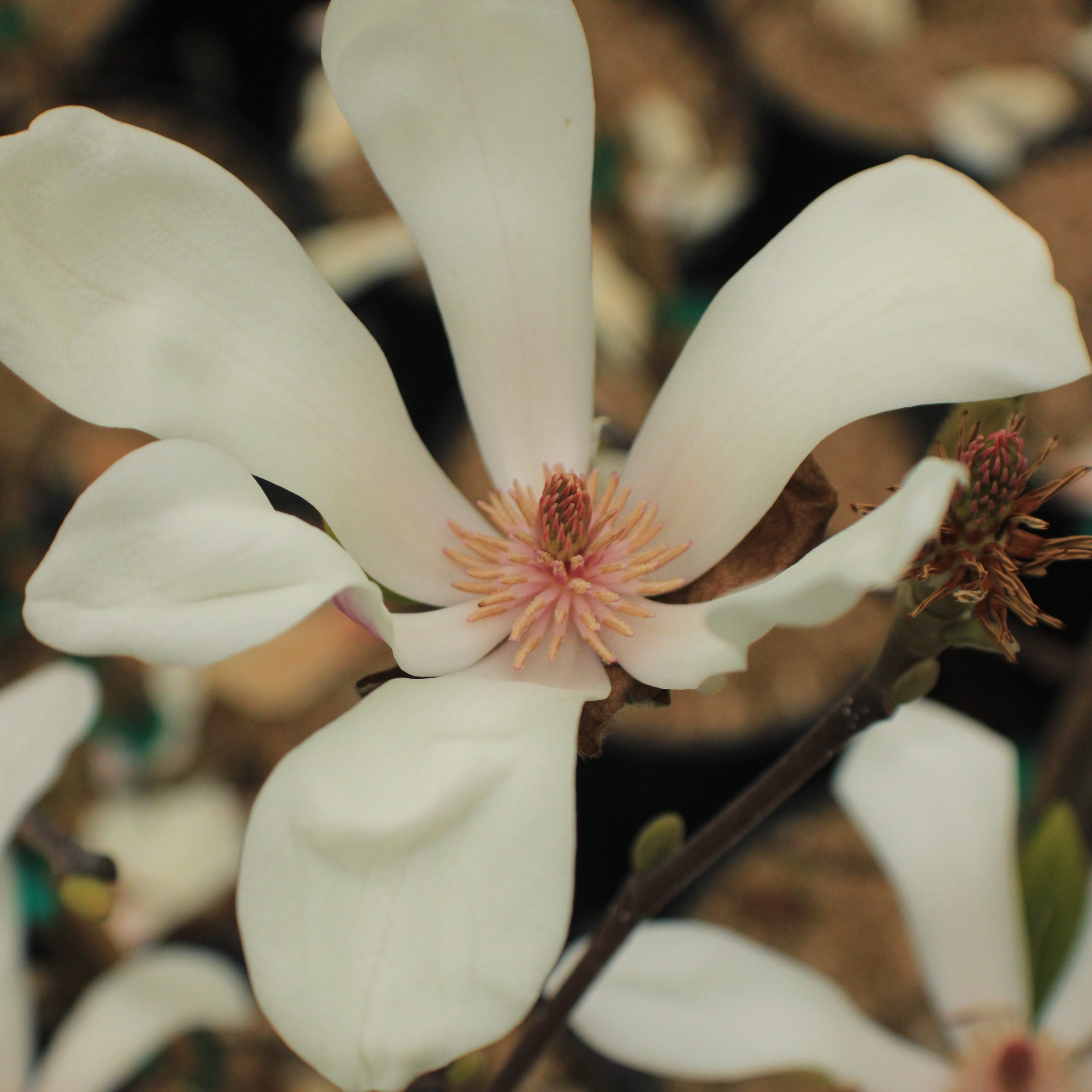 Magnolia 'Wada's Memory'