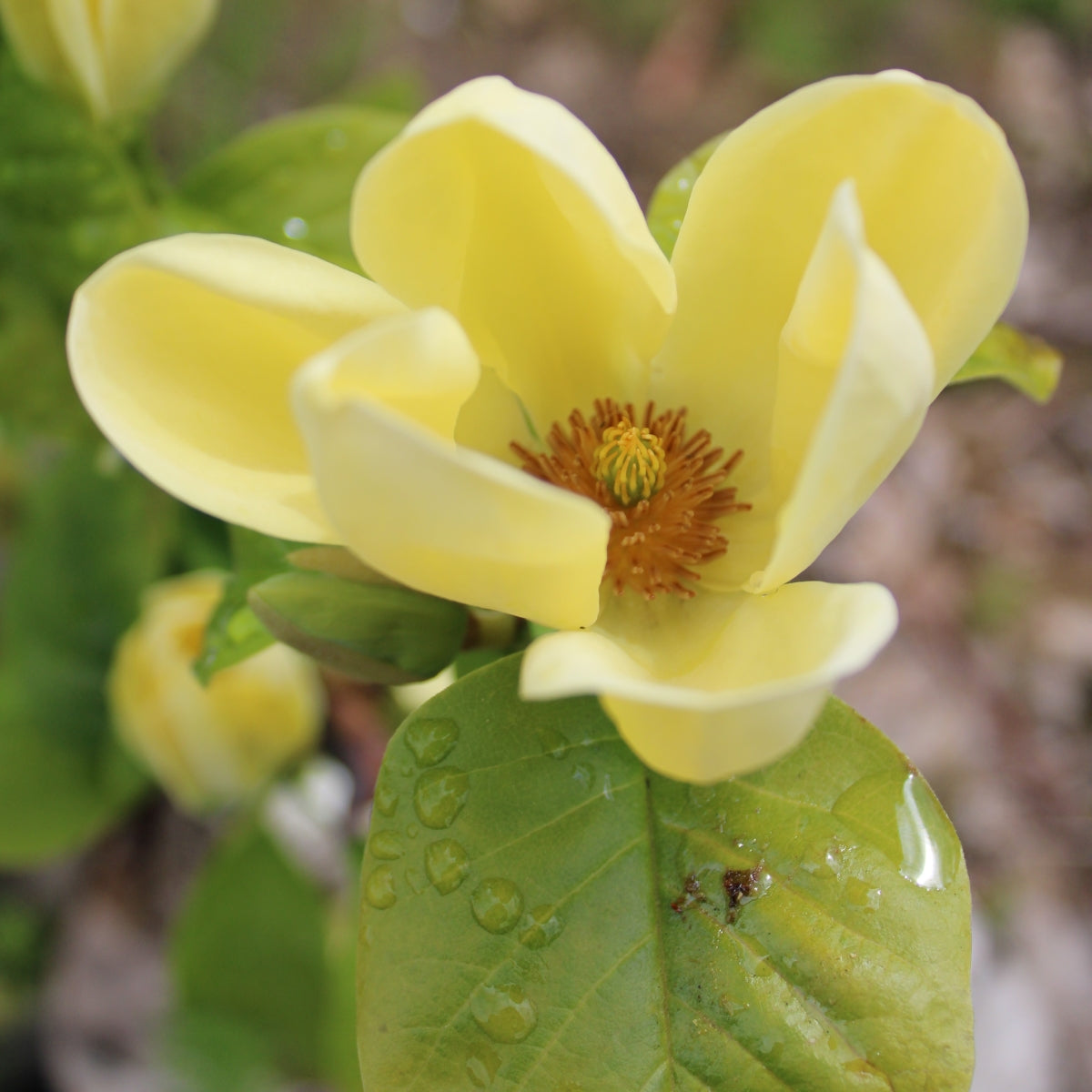 Magnolia 'Yellow Bird'