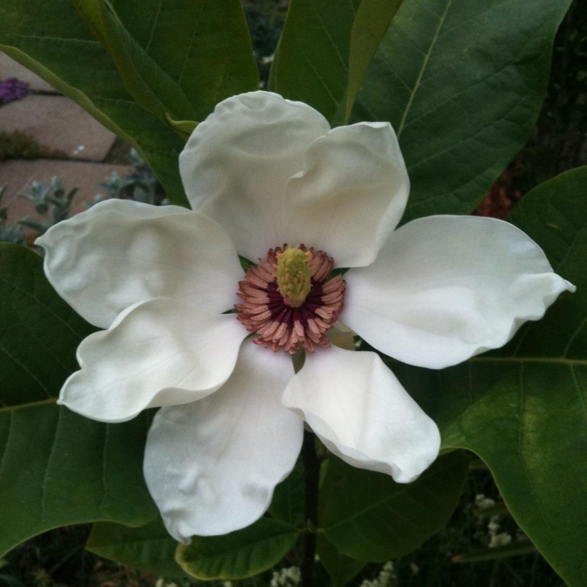 Magnolia 'Aashild Kalleberg'