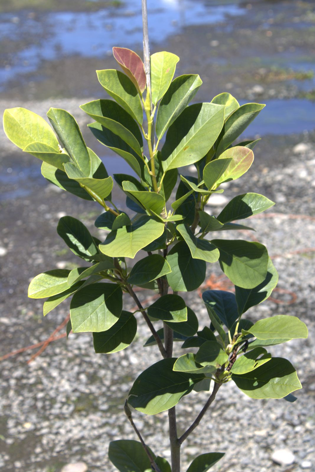 Magnolia cylindrica Marilyn's Choice™ 'MJK-MC1' PP34,917