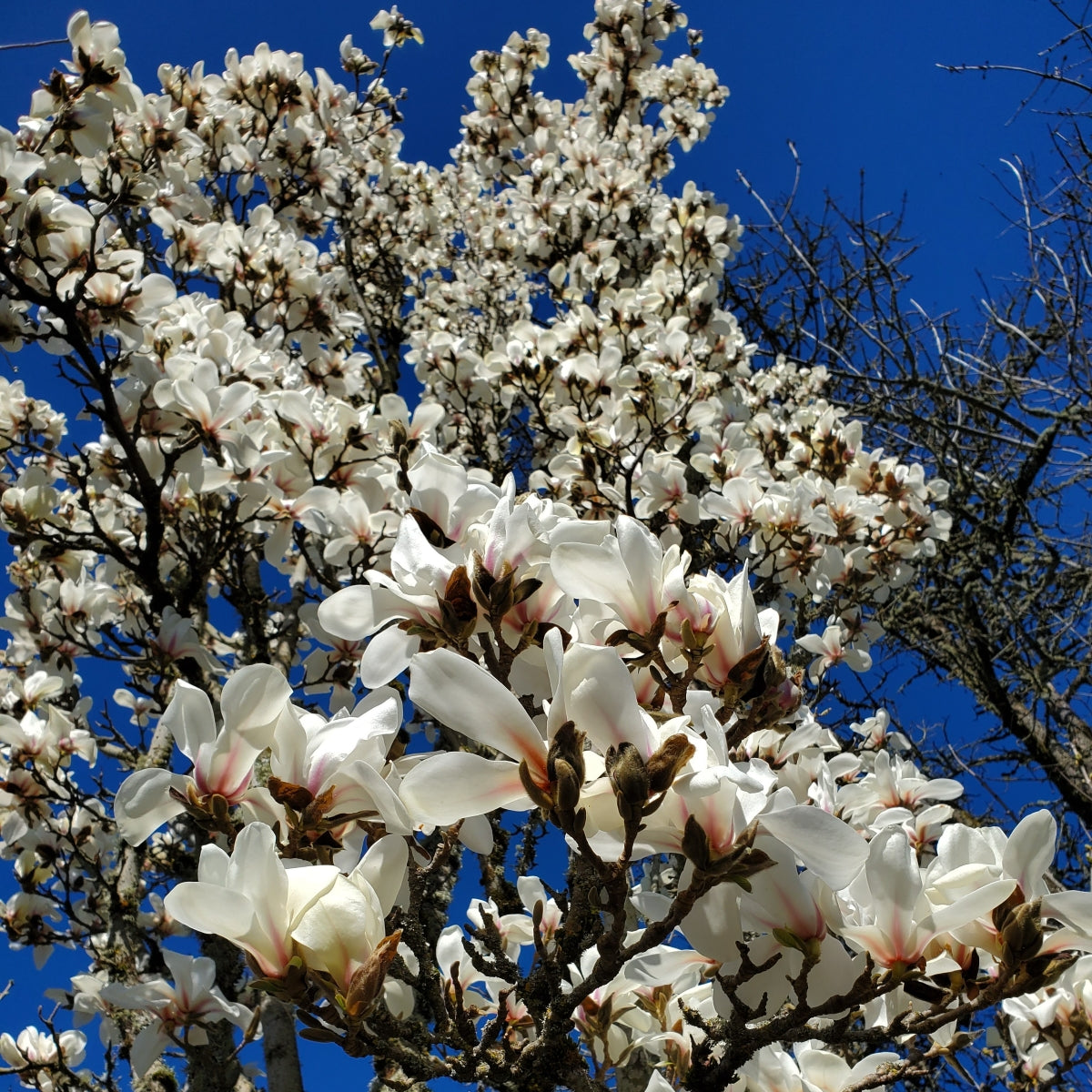 Magnolia cylindrica Marilyn's Choice™ 'MJK-MC1' PP34,917