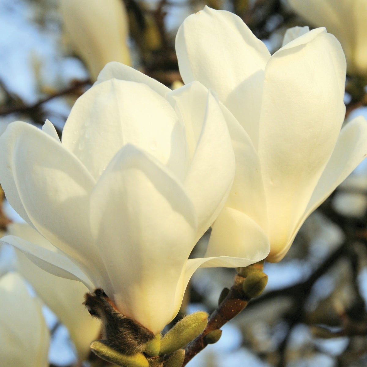 Magnolia denudata