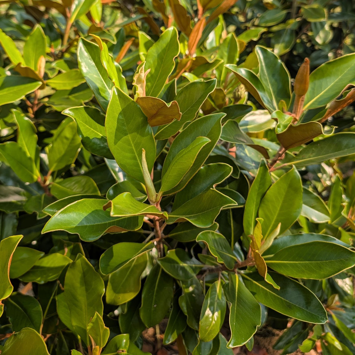 Magnolia grandiflora 'Little Gem'