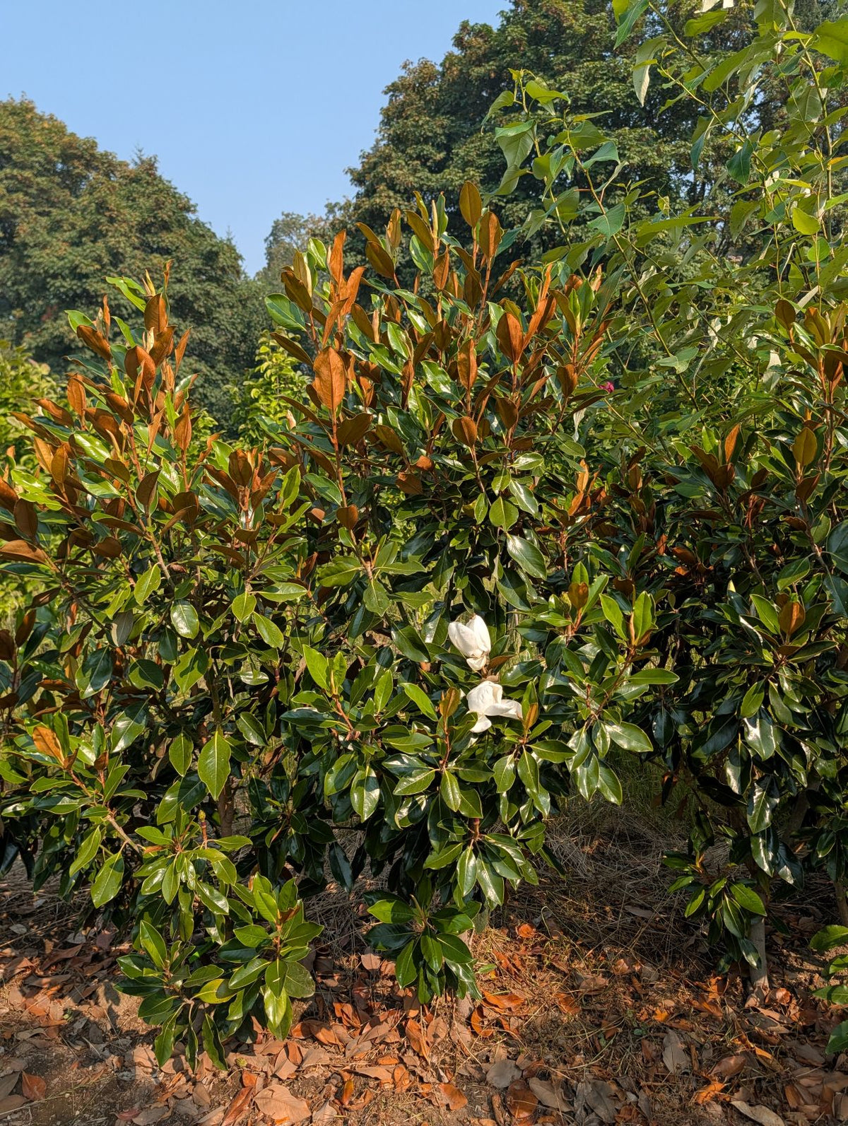 Magnolia grandiflora 'Little Gem'