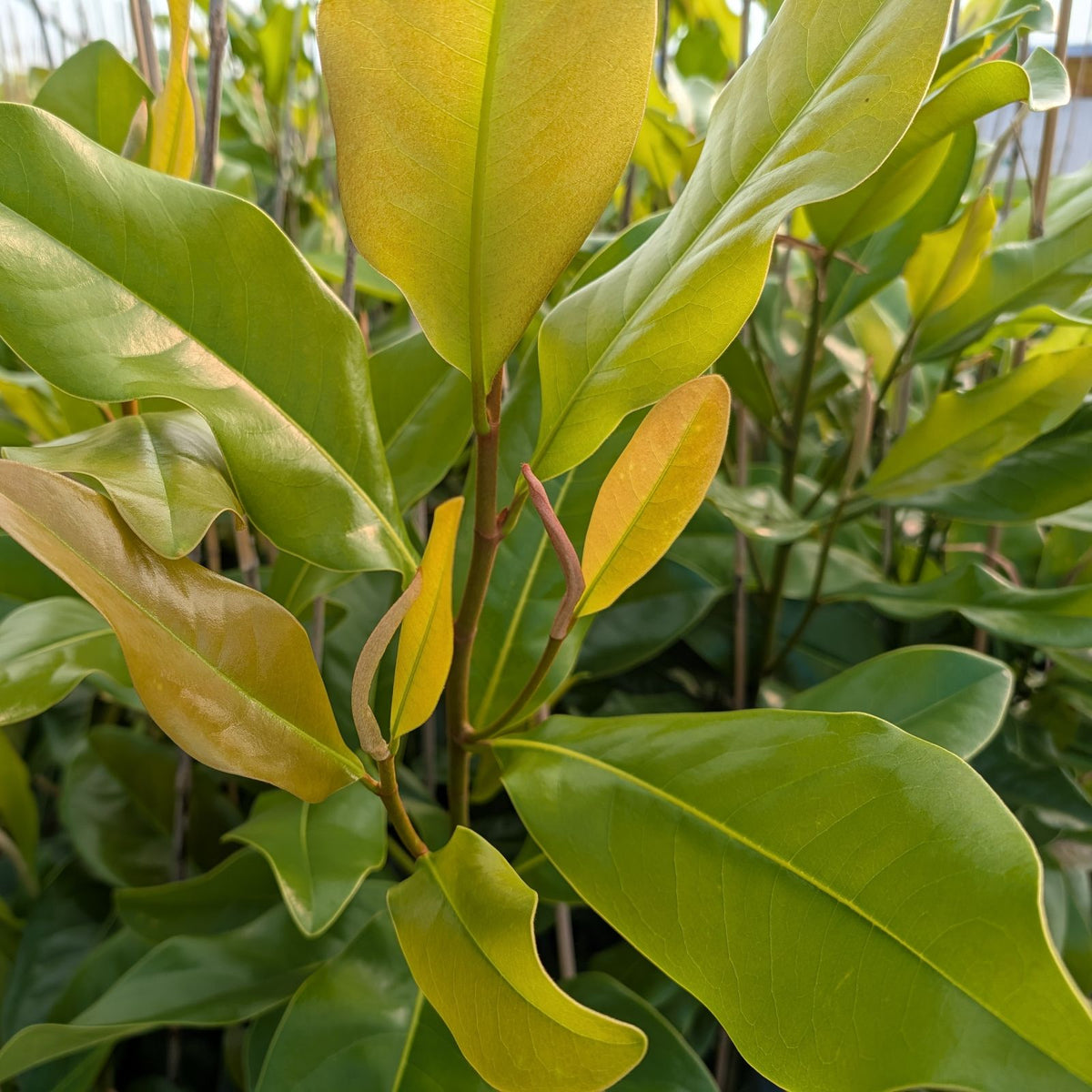 Magnolia grandiflora