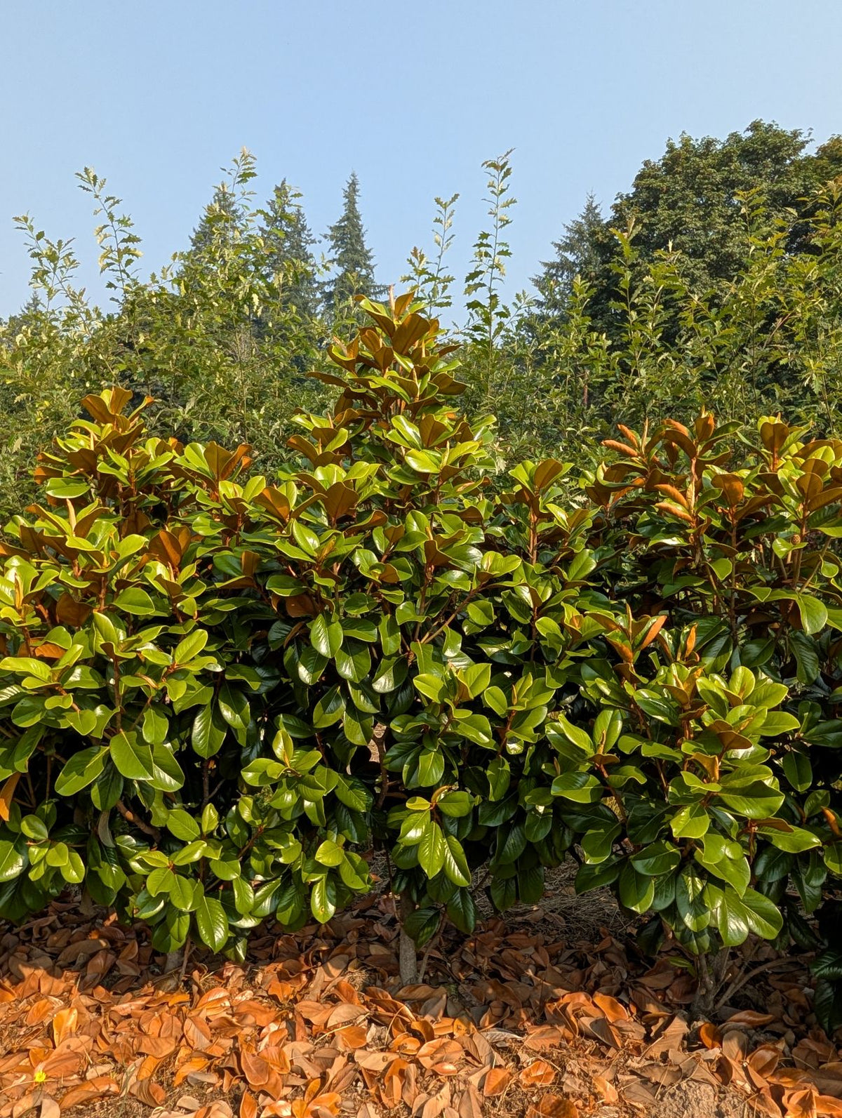 Magnolia grandiflora Teddy Bear® 'Southern Charm'