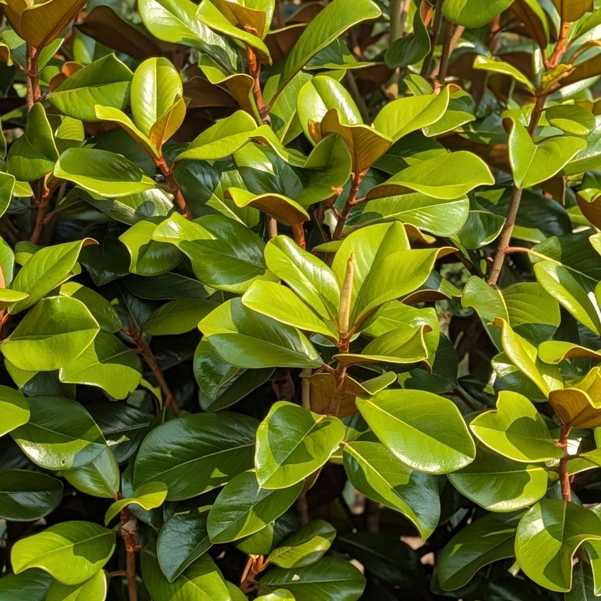 Magnolia grandiflora Teddy Bear® 'Southern Charm'