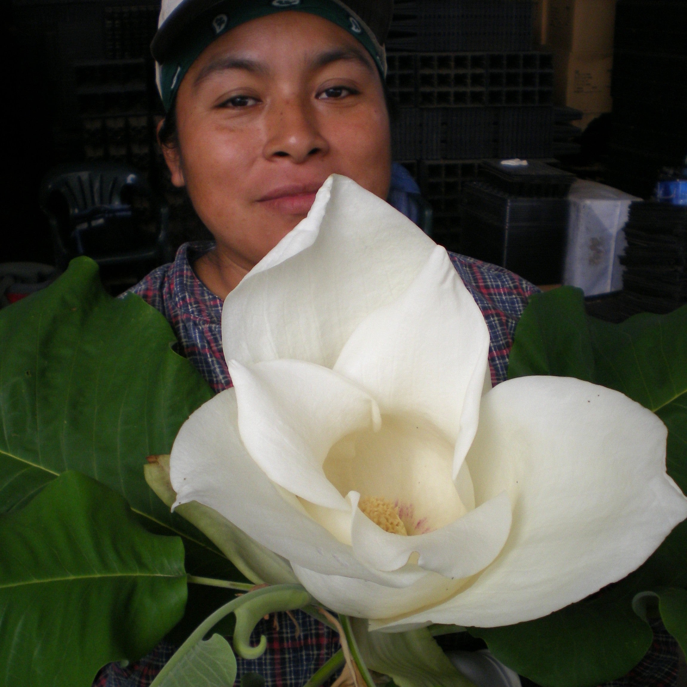 Magnolia macrophylla