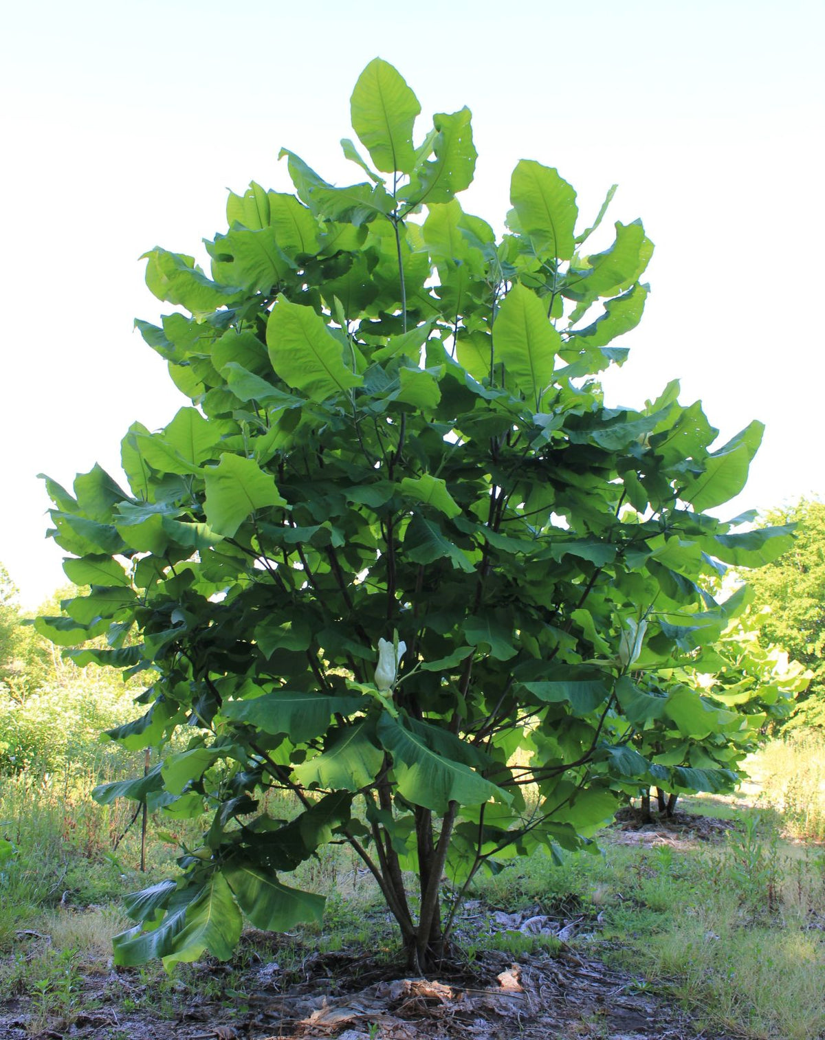 Magnolia macrophylla