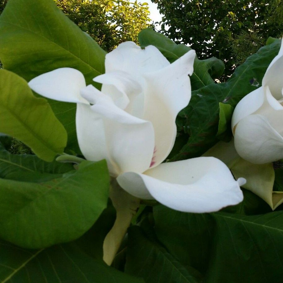 Magnolia macrophylla