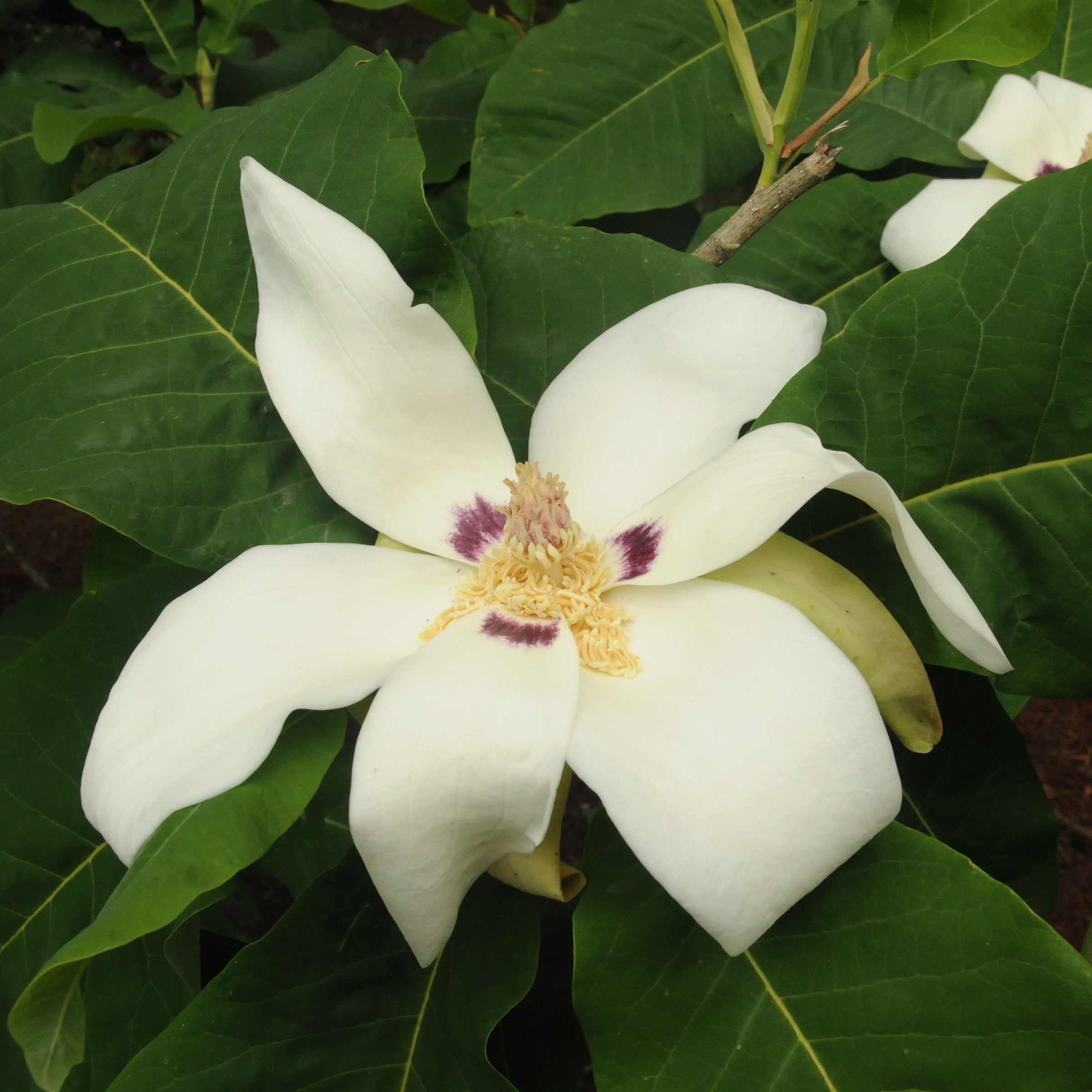 Magnolia macrophylla ssp. ashei