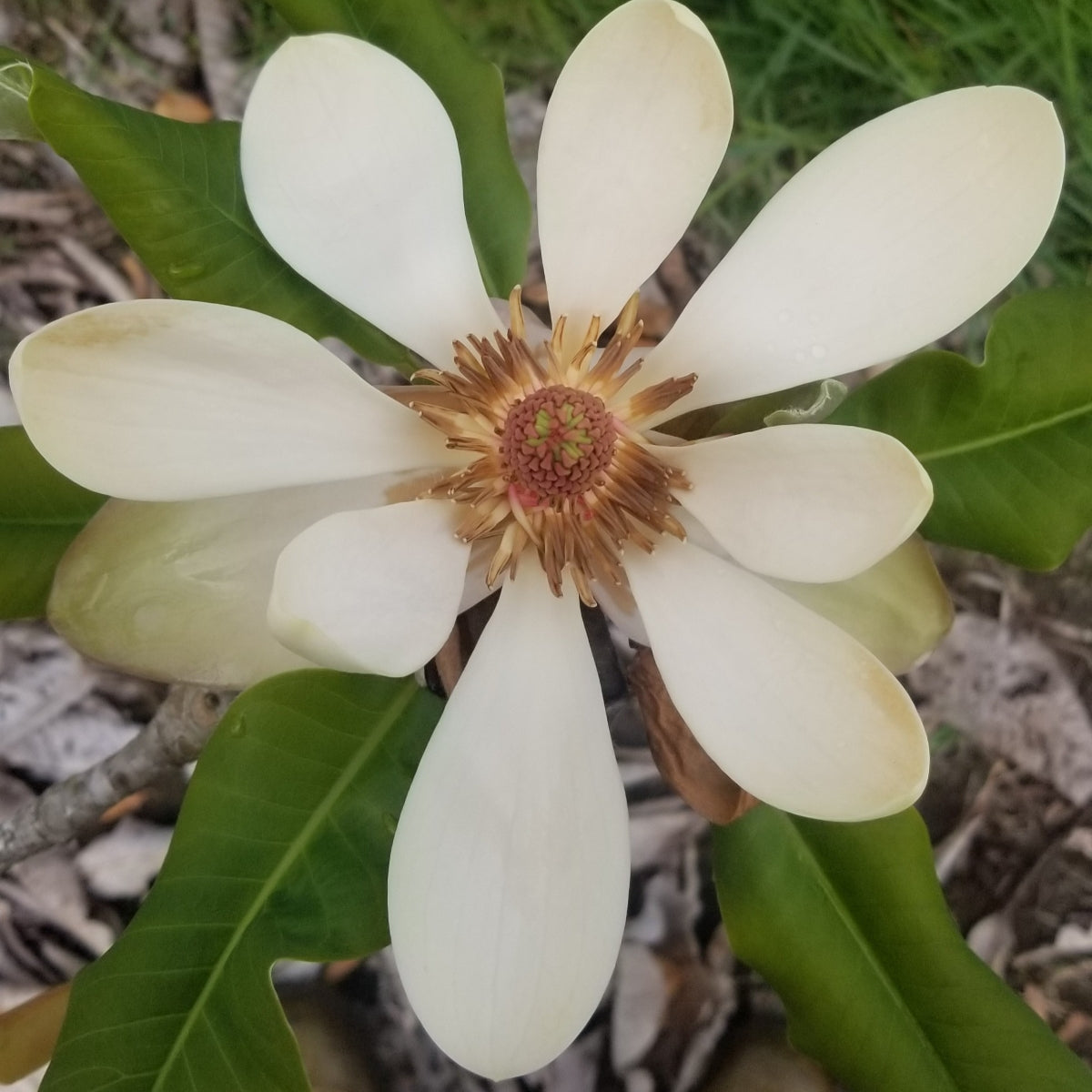 Magnolia officinalis var. biloba