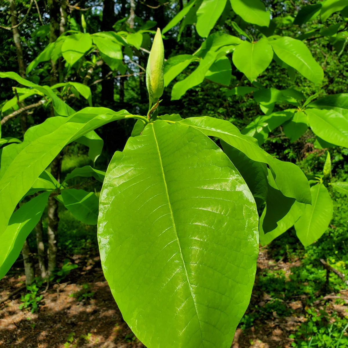 Magnolia tripetala