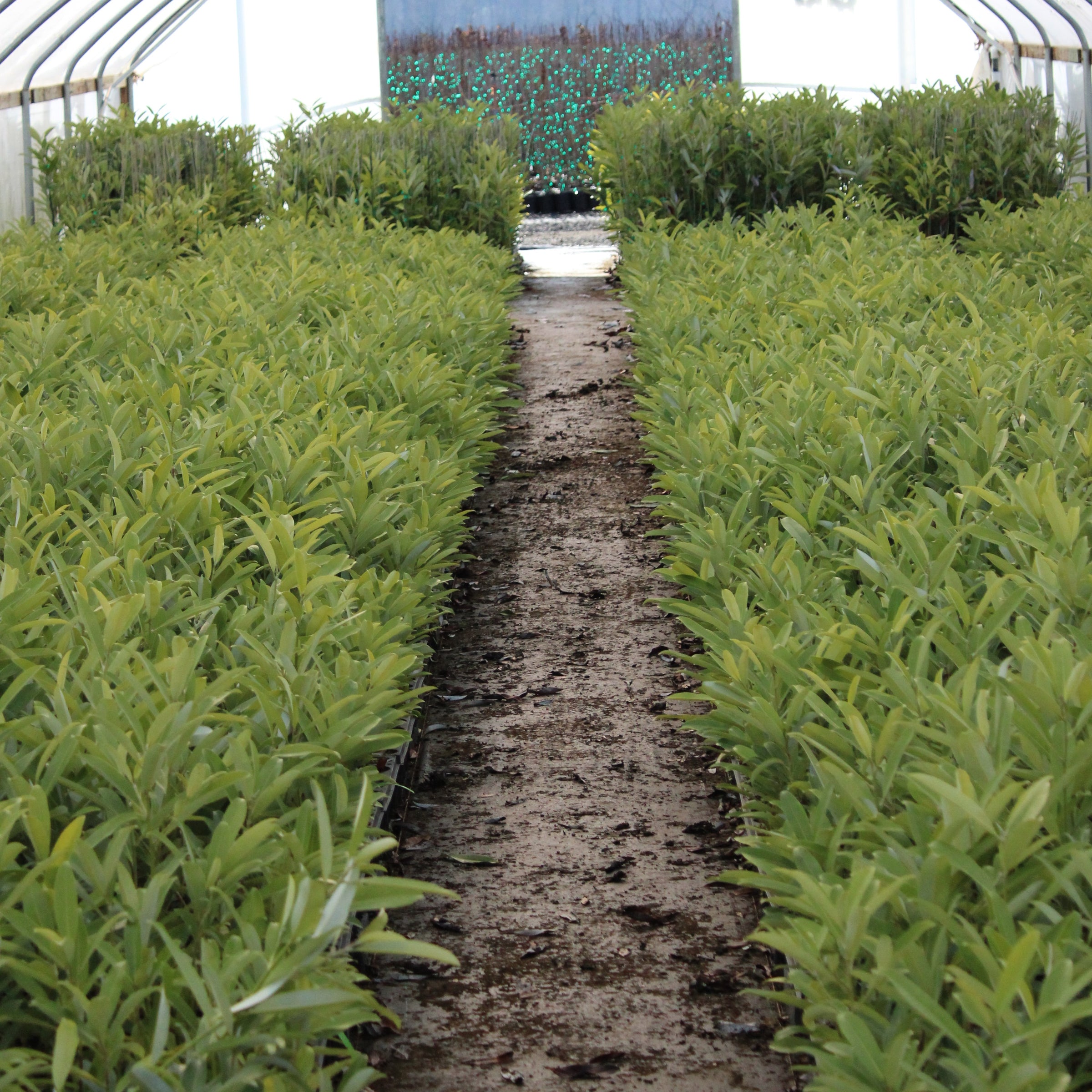Magnolia virginiana var. australis 'Green Shadow'