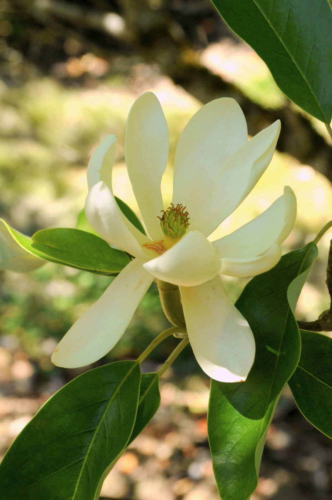 Magnolia virginiana Moonglow® 'JimWilson'