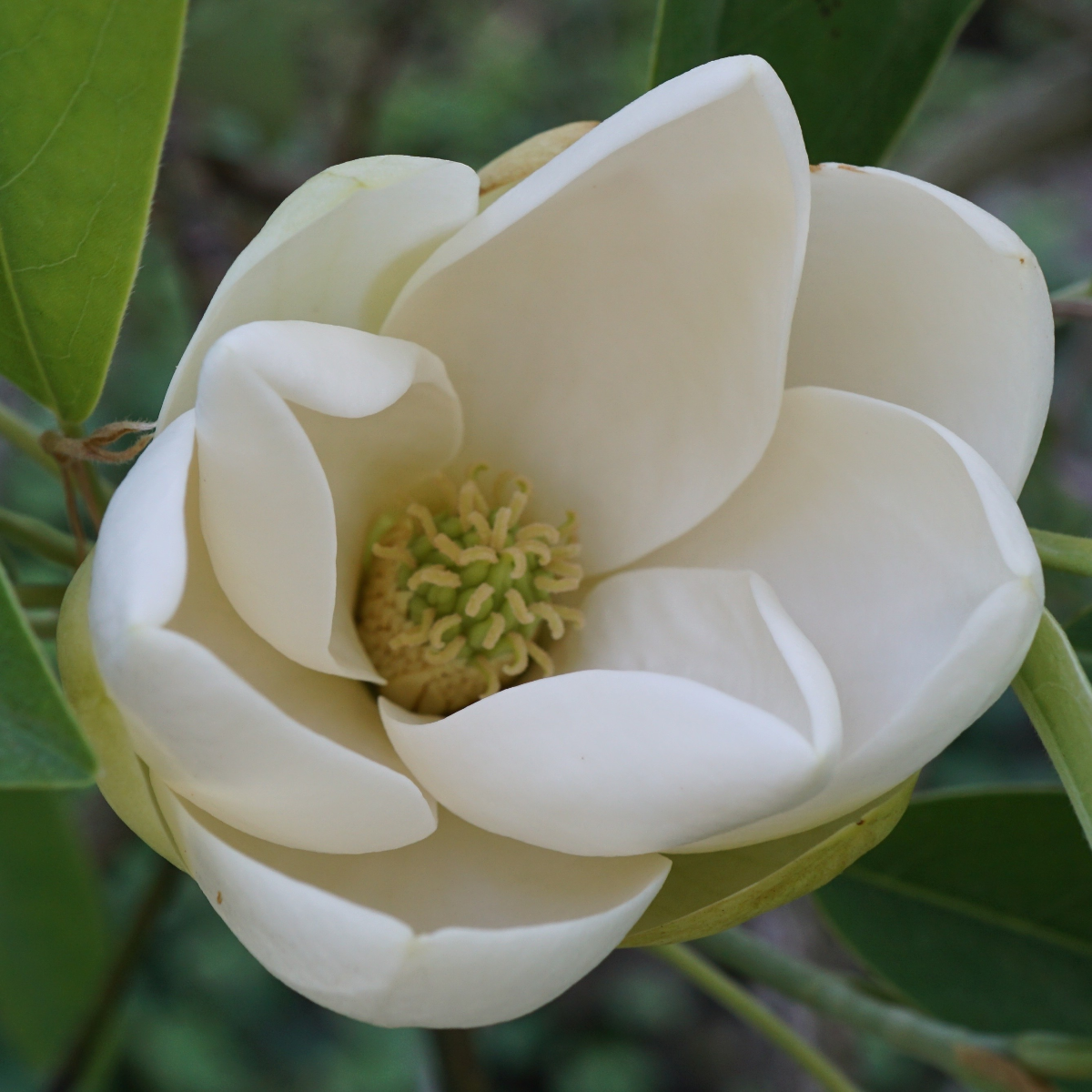 Magnolia virginiana