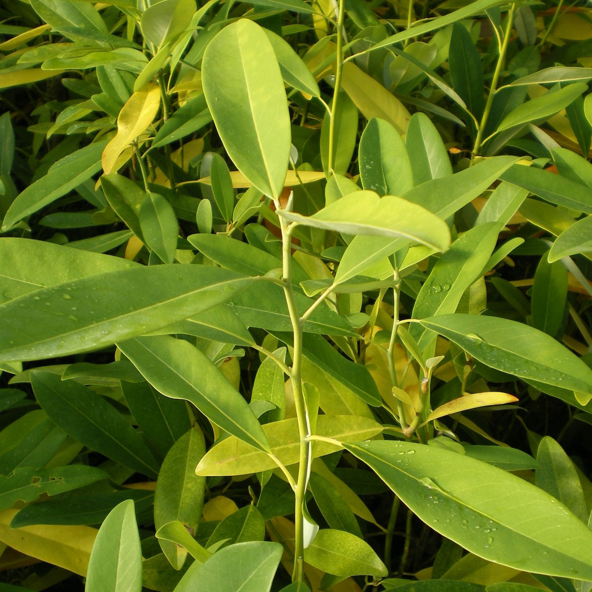 Magnolia virginiana var. australis 'Northern Belle'