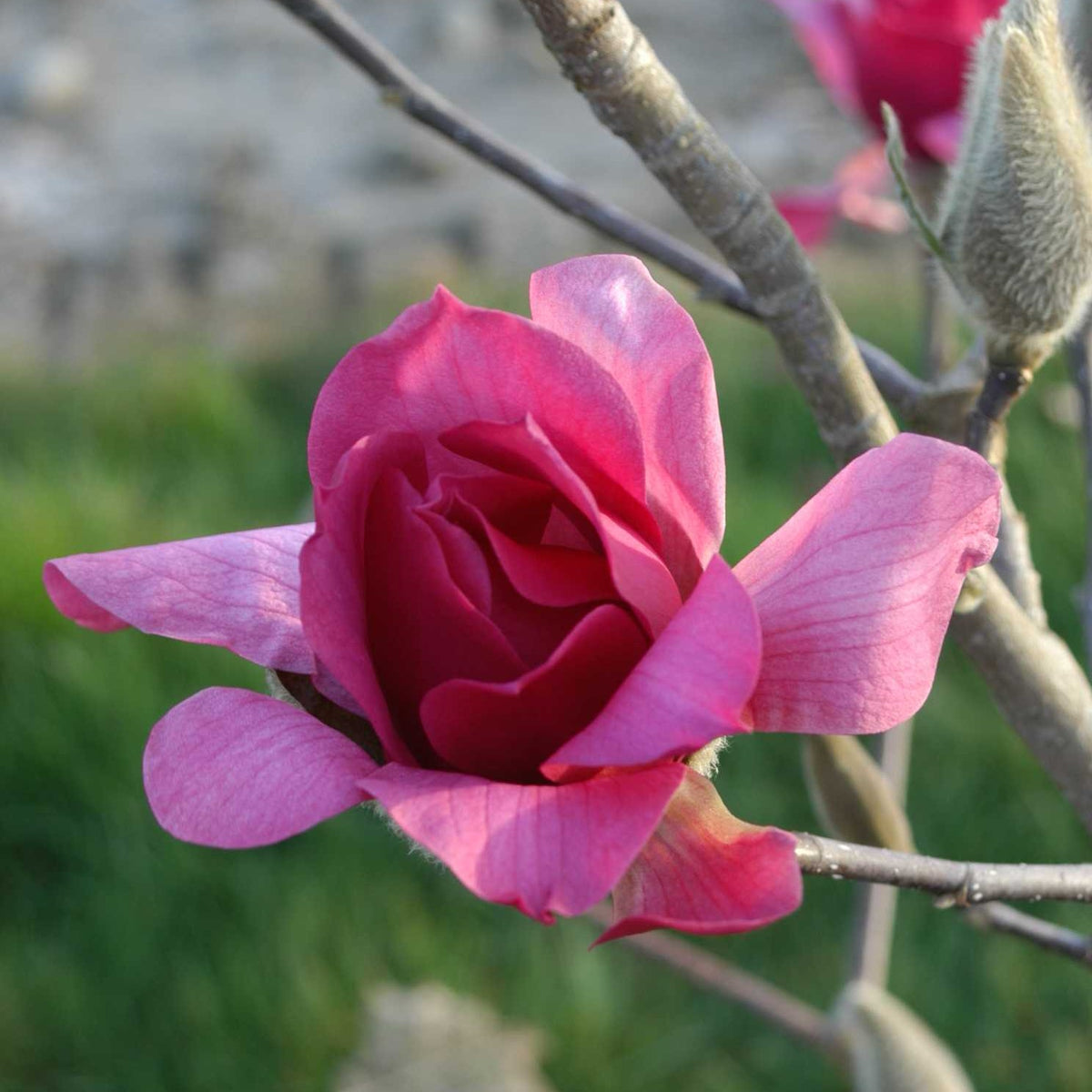 Magnolia 'Vulcan'