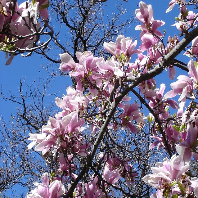 Magnolia x soulangeana