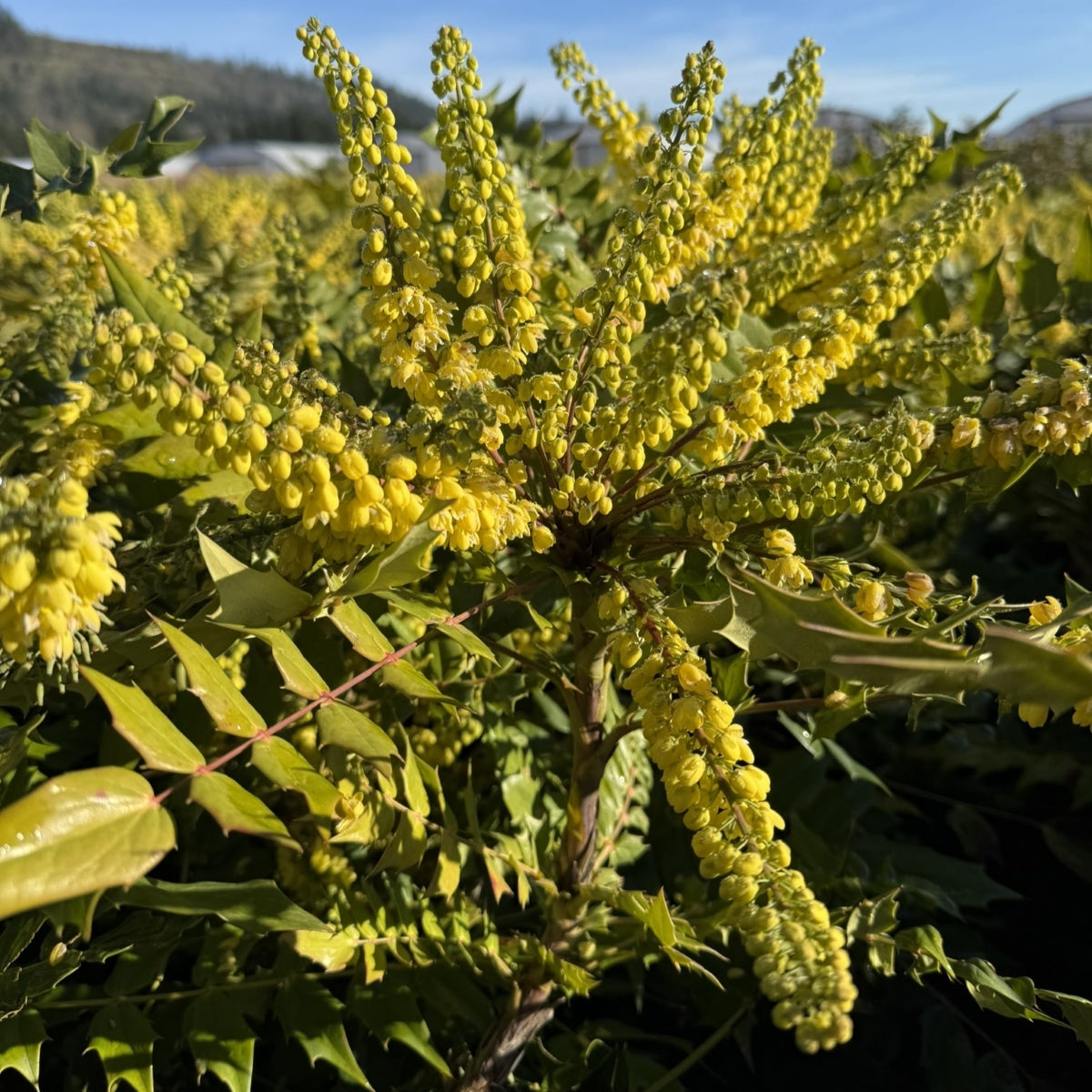 Mahonia x media 'Winter Sun'