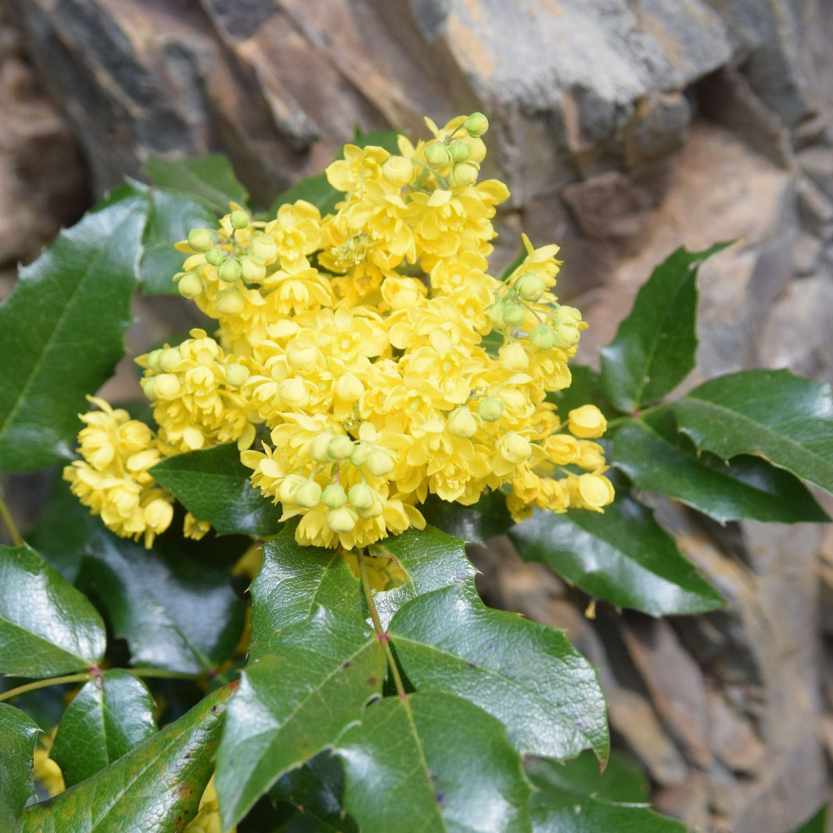 Mahonia aquifolium