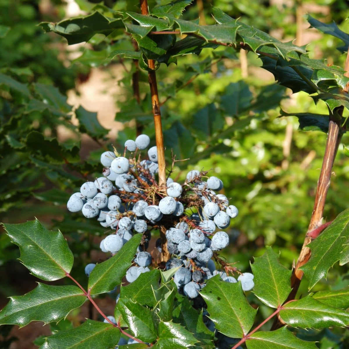 Mahonia aquifolium