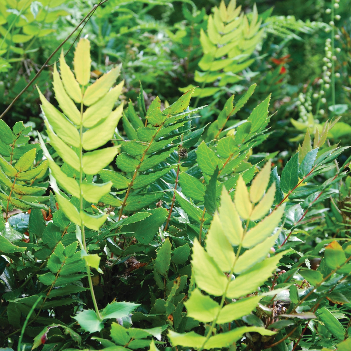 Mahonia nervosa