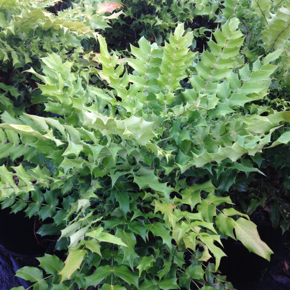 Mahonia x media 'Arthur Menzies'