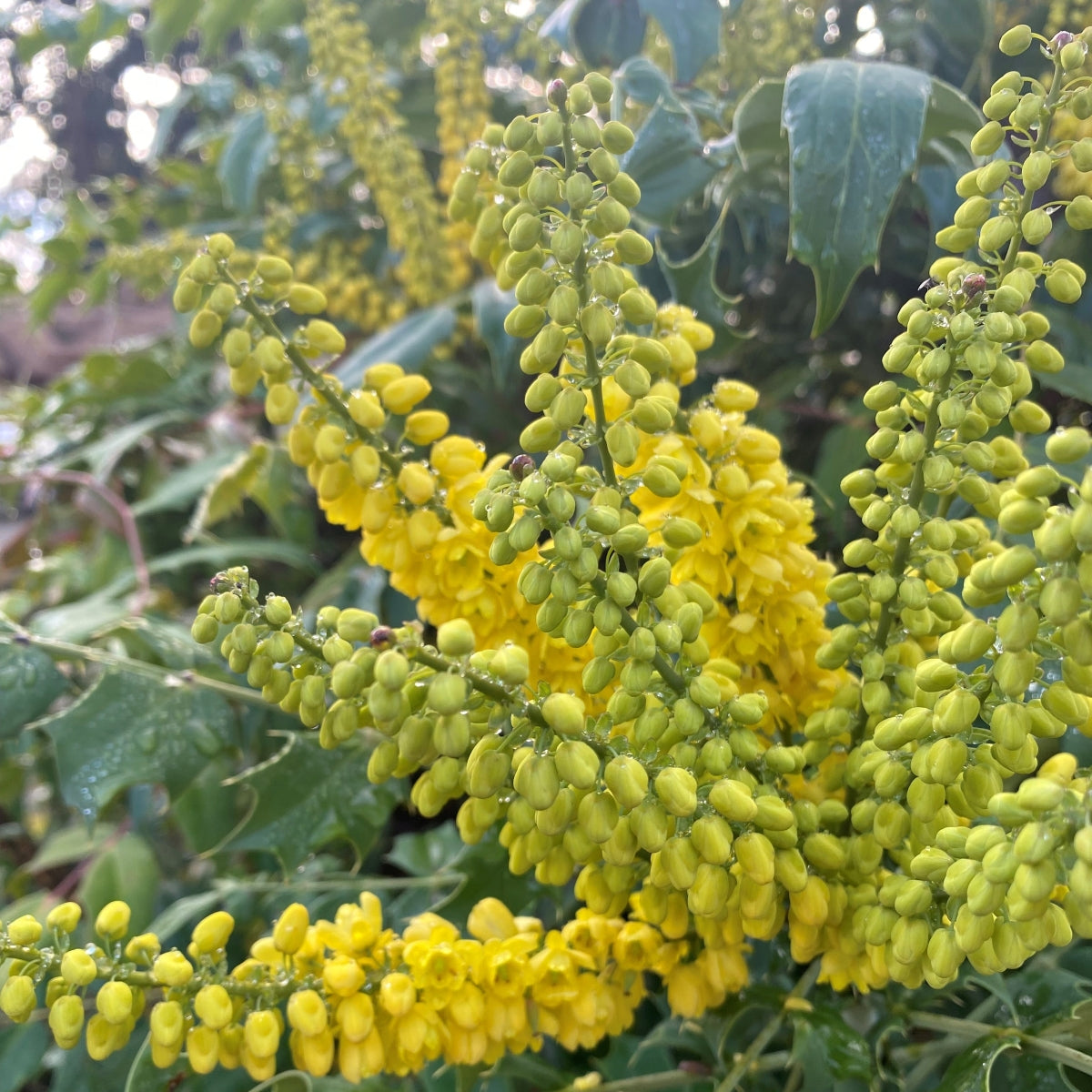 Mahonia x media 'Charity'