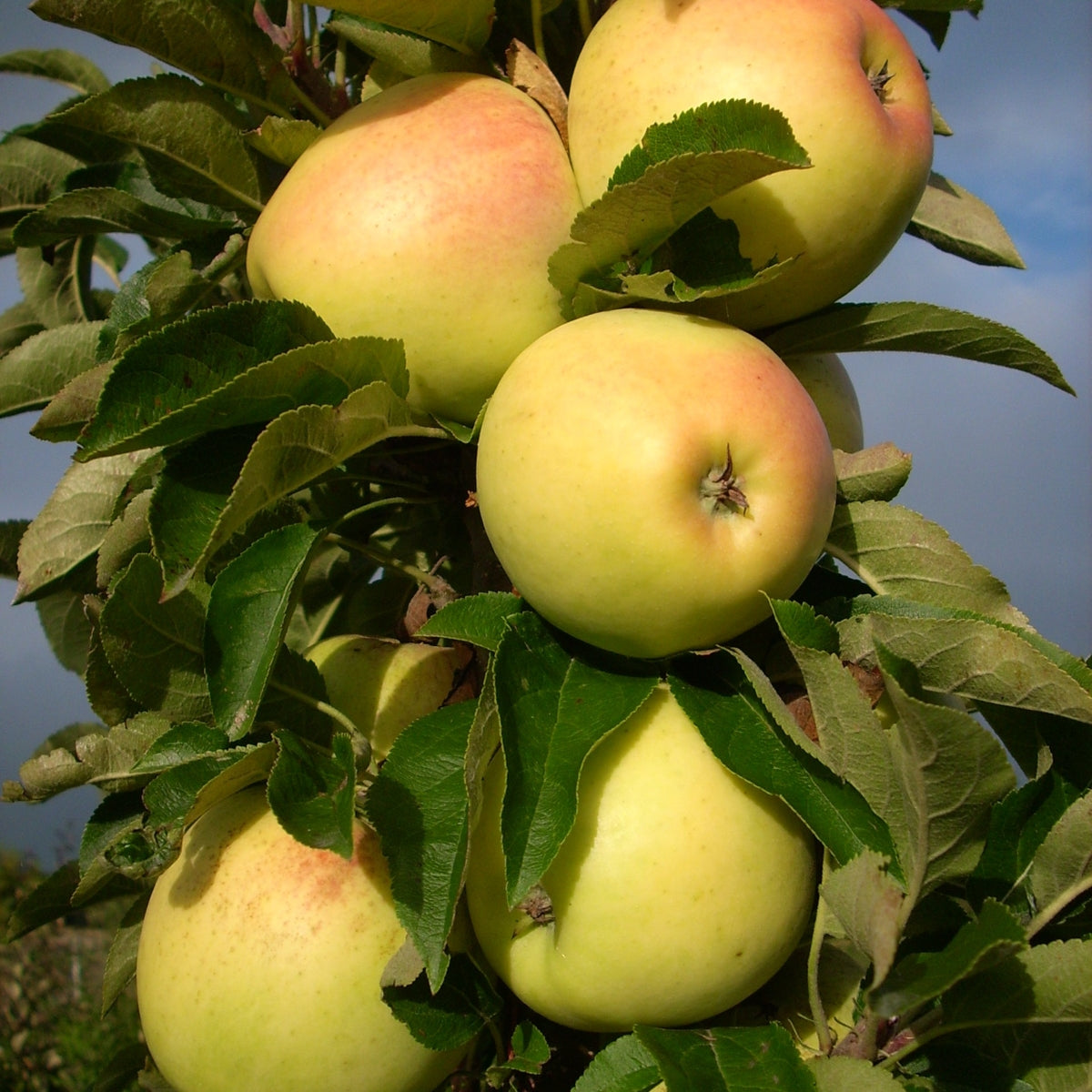 Malus Fruit Snacks® Golden Treat™ 'UEB 4181/1' PP30864