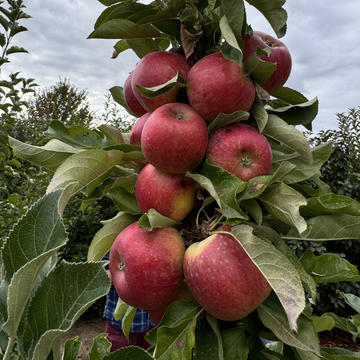 Malus Fruit Snacks® Sweet Treat™ 'UEB 4848/4' PPAF