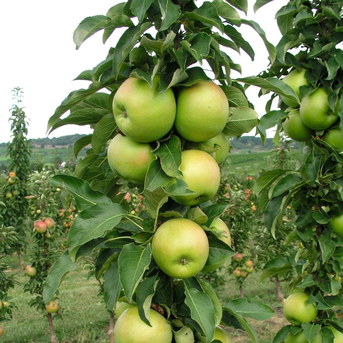 Malus Fruit Snacks® Tangy Green™ ‘GreenCats’