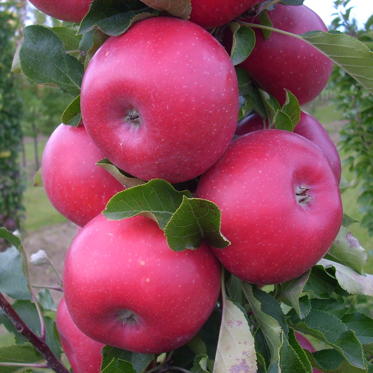 Malus Fruit Snacks® Tasty Red™ 'UEB 4305/4' PP 30847
