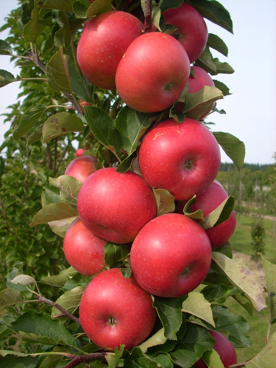 Malus Fruit Snacks® Tasty Red™ 'UEB 4305/4' PP 30847