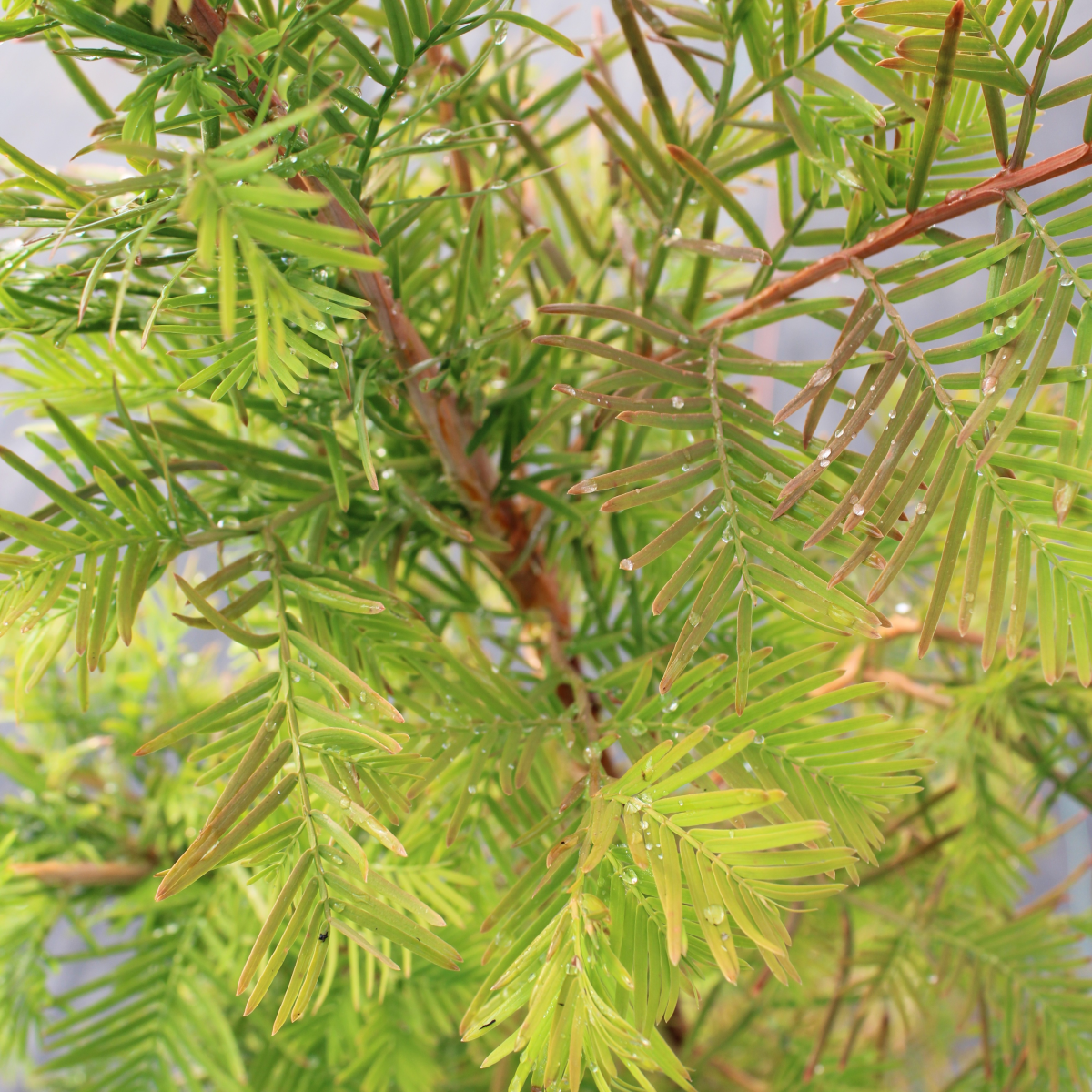 Metasequoia glyptostroboides