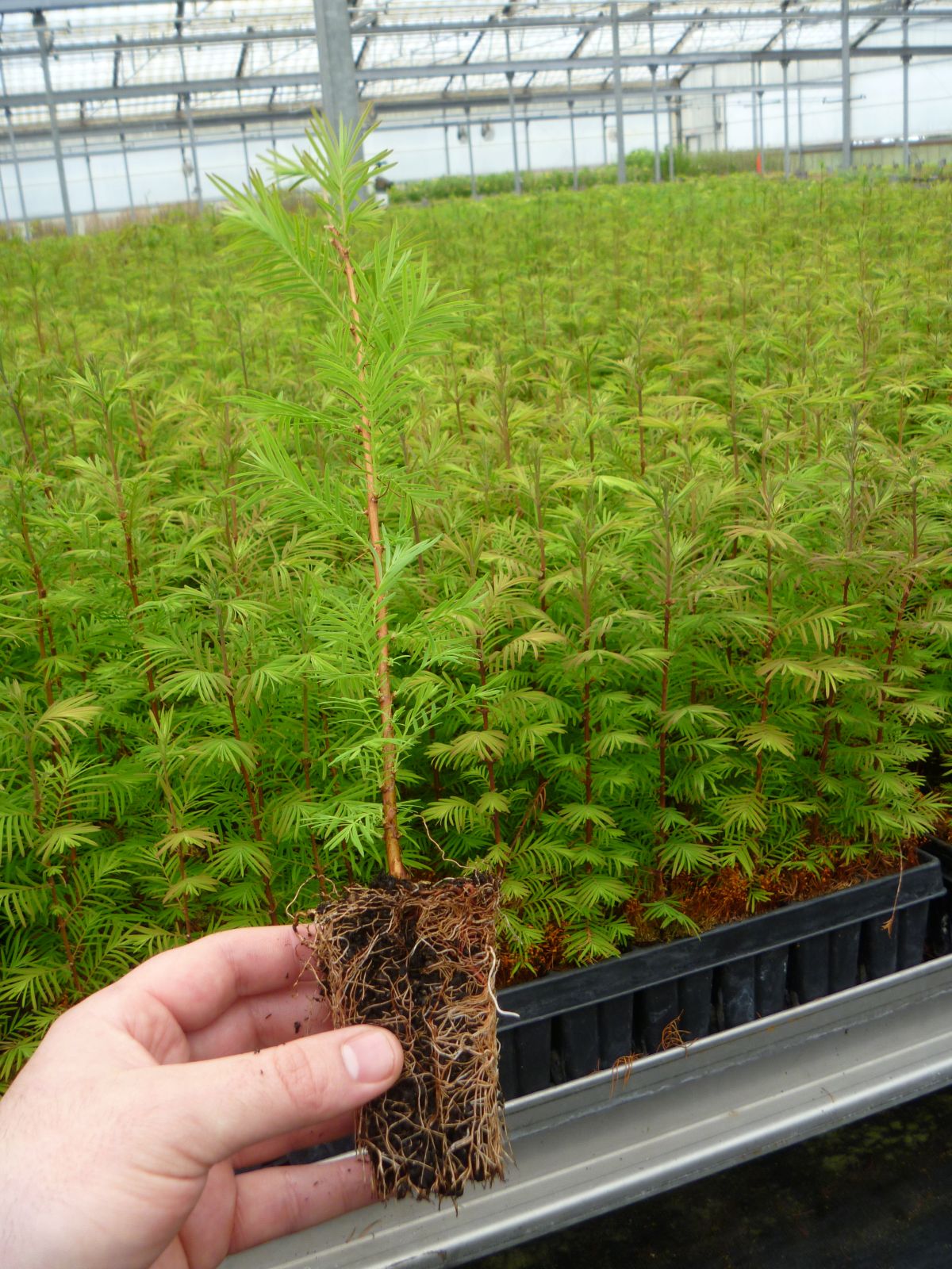 Metasequoia glyptostroboides