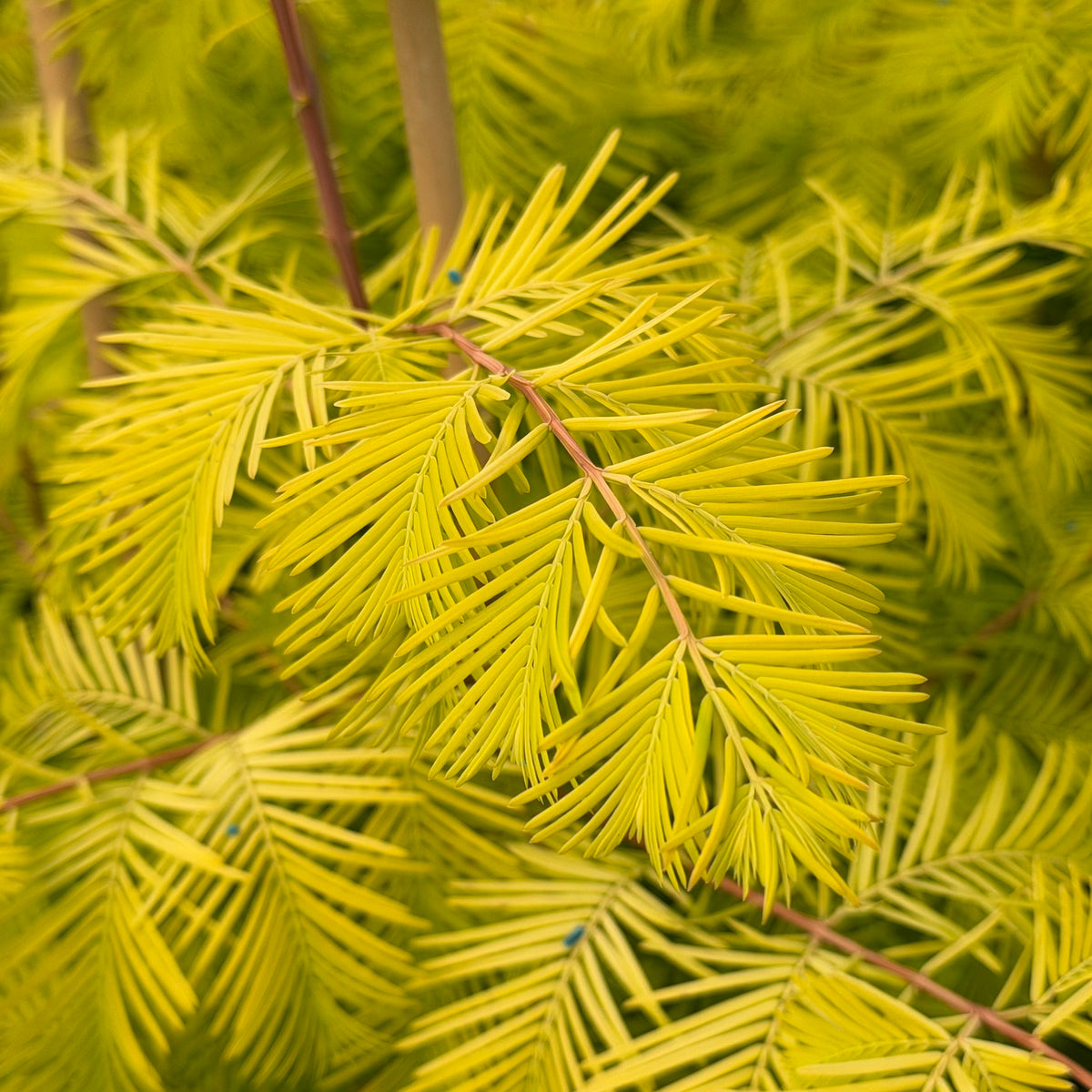Metasequoia glyptostroboides 'Soul Fire' PP32580