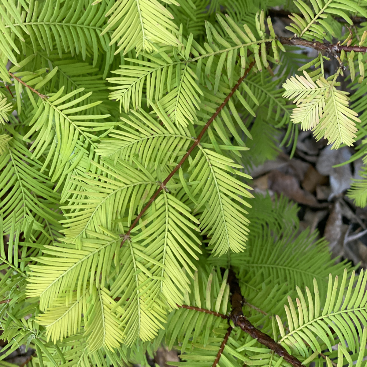 Metasequoia glyptostroboides 'Soul Fire' PP32580