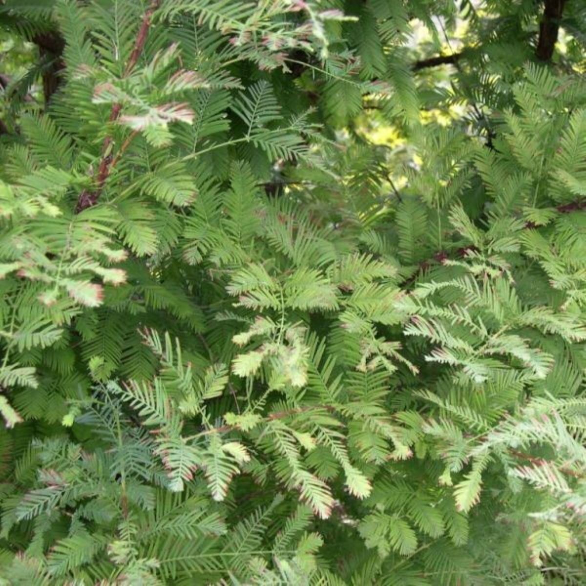 Metasequoia glyptostroboides ‘Urban Spire’ PP31149