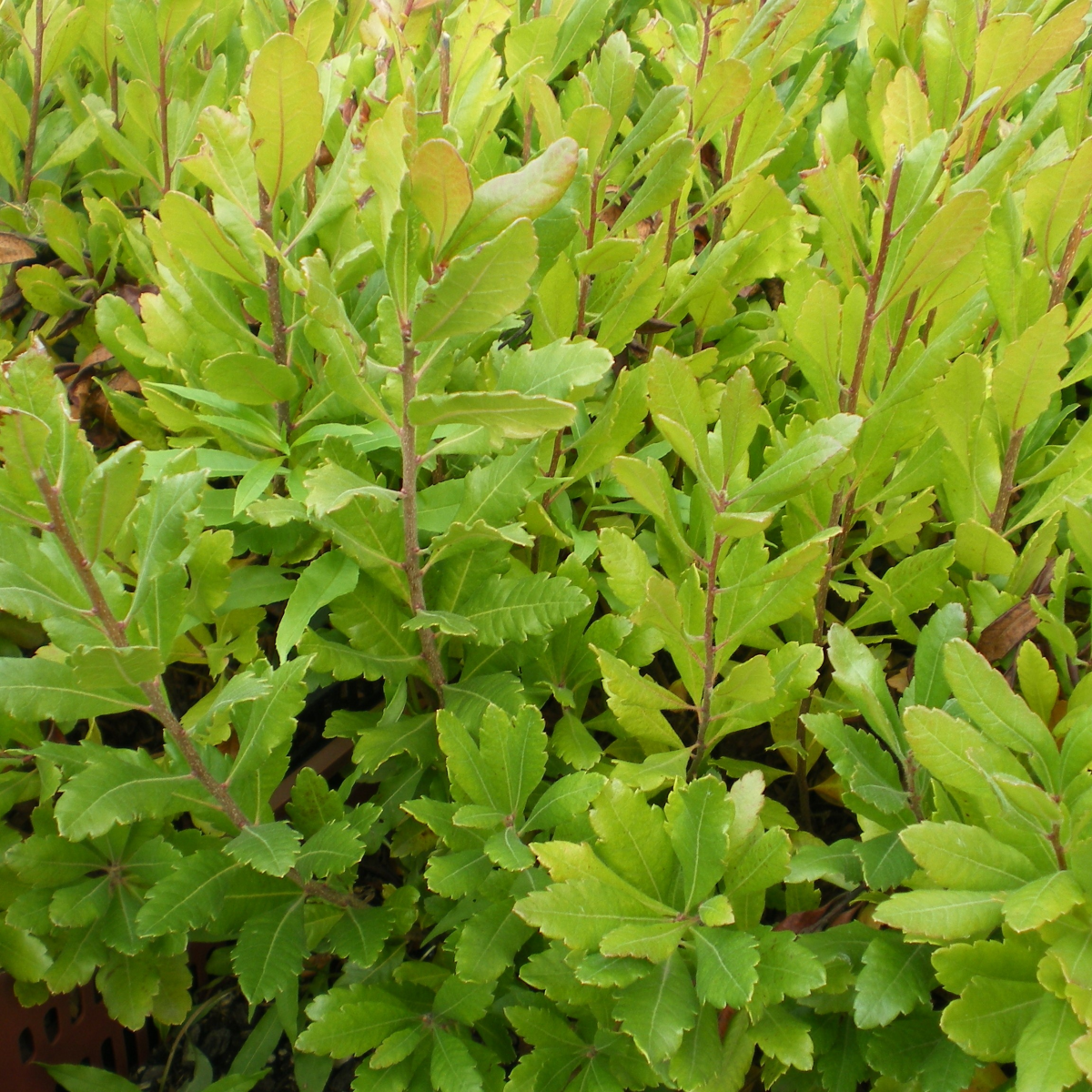 Morella pensylvanica