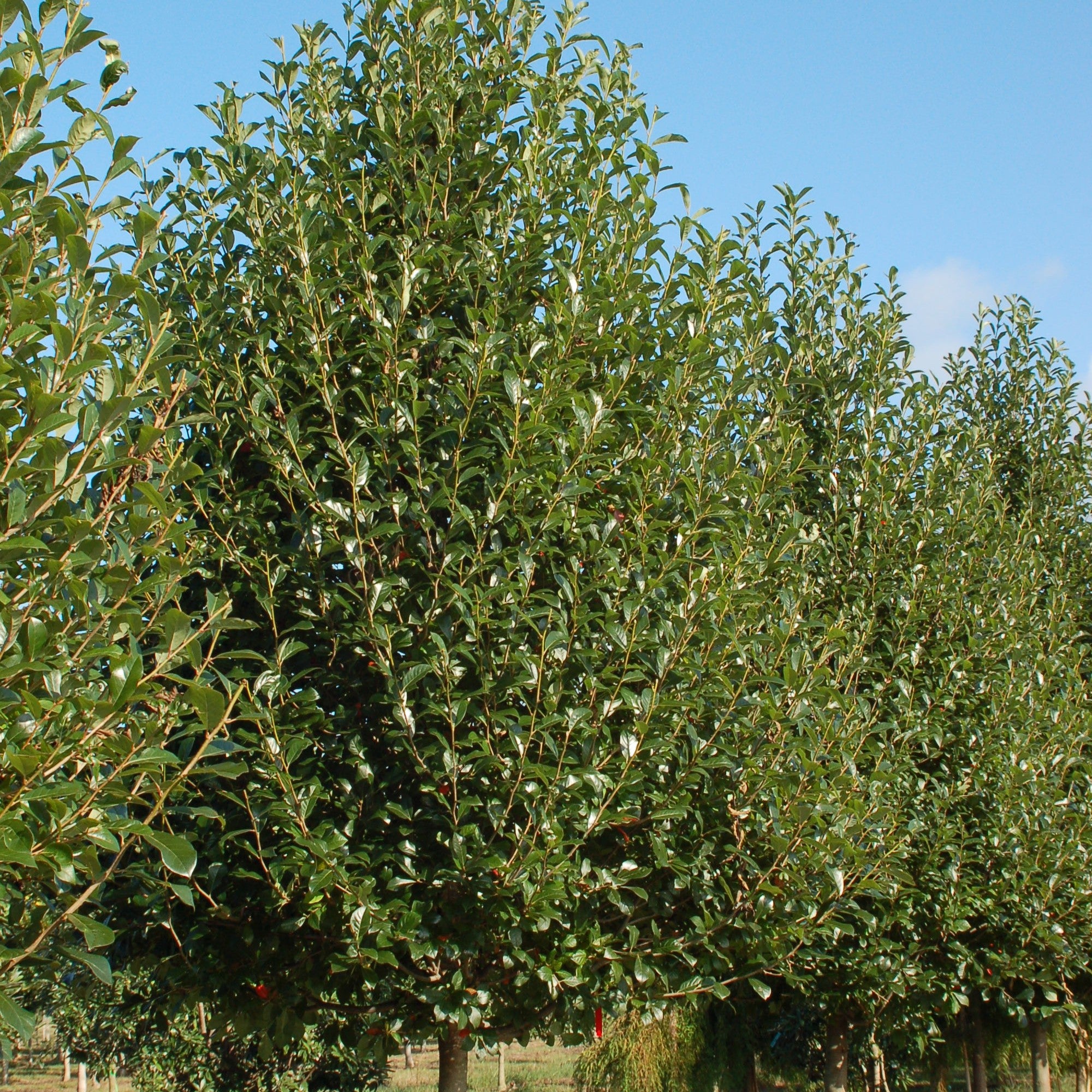 Nyssa sylvatica Green Gable™ 'NSUHH' PP 22,951