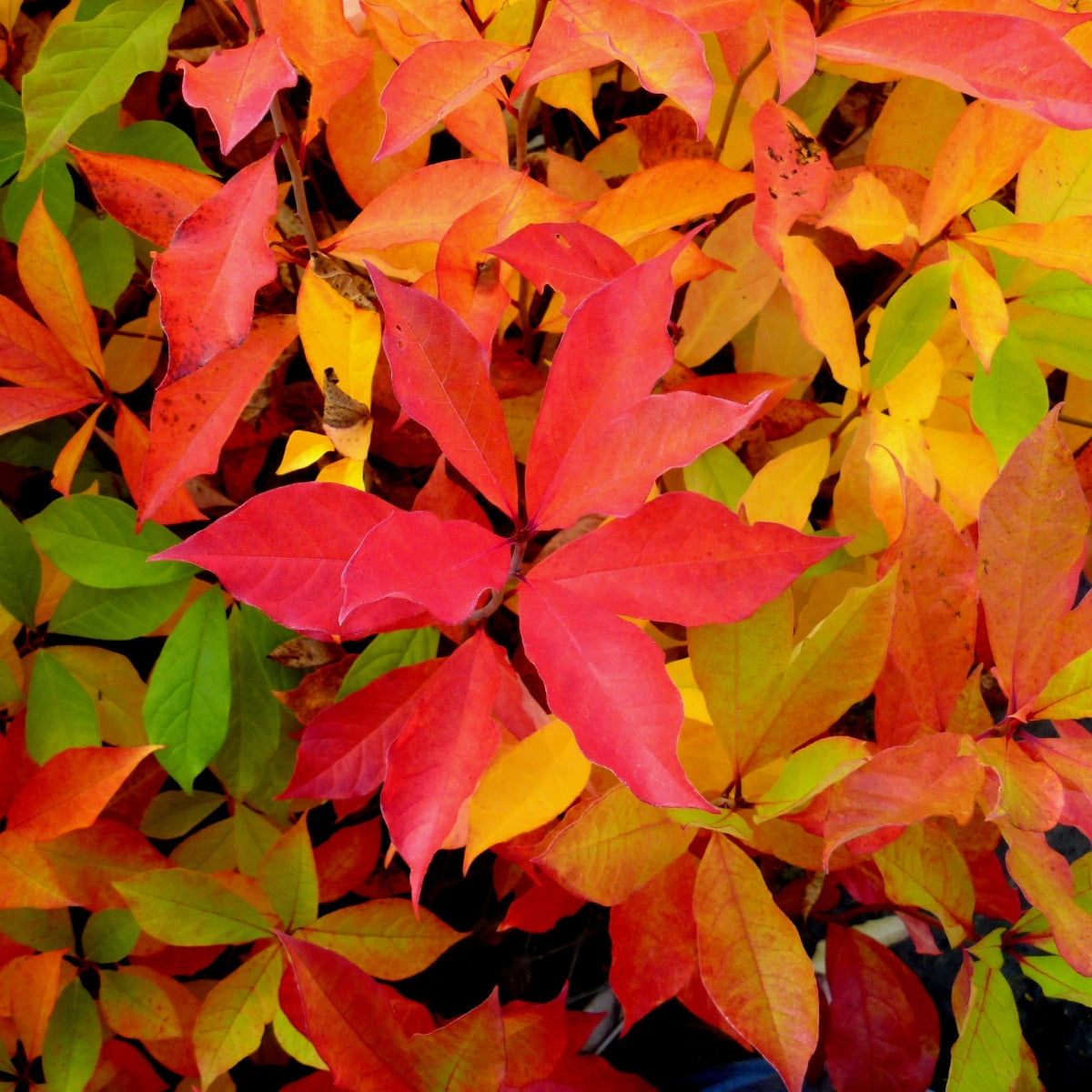 Nyssa sylvatica